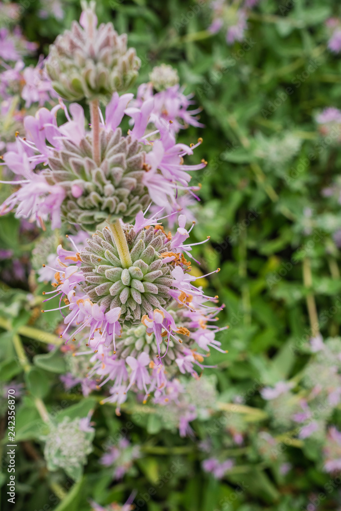 Purple sage (Salvia leucophylla) blooming in spring, California Purple sage (Salvia leucophylla) blooming in spring, California