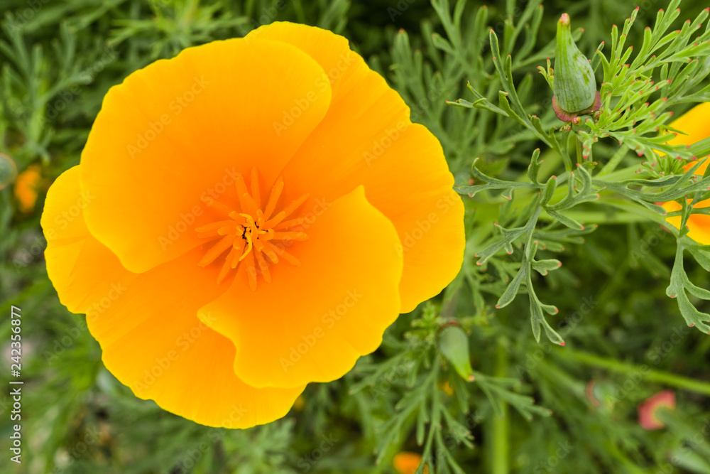 California poppy (Eschscholzia californica) close up California poppy (Eschscholzia californica) close up