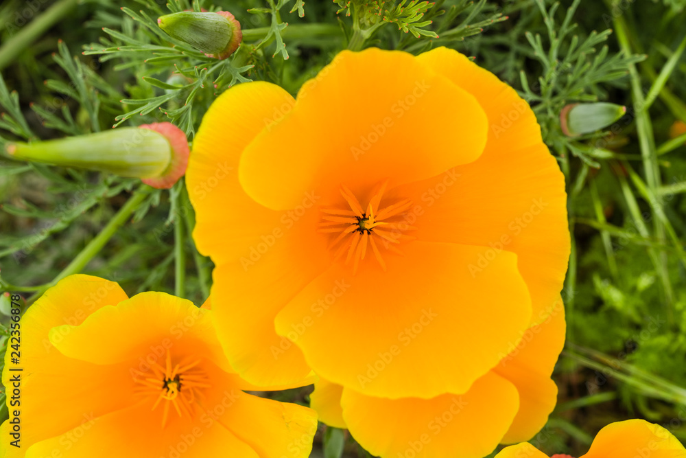 Naklejka premium California poppy (Eschscholzia californica) close up