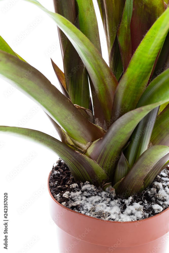 Obraz premium Mould growing on a soil in the flower pot with the plant