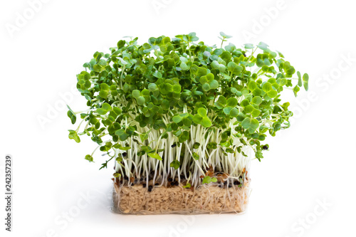Cress salad isolated on white