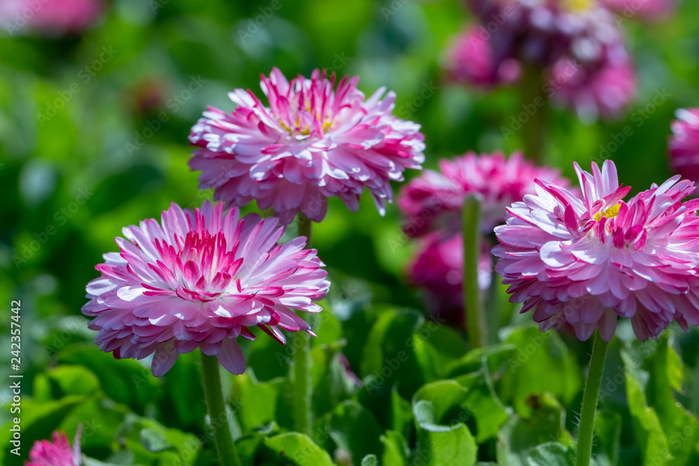 spring background pink daisies on a flowerbed spring background pink daisies on a flowerbed