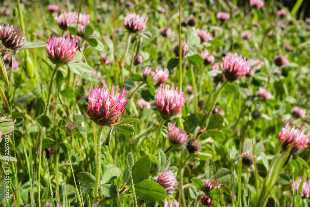 Invasive Rose clover (Trifolium hirtum) wildflowers blooming on a field, San Francisco bay area, California Invasive Rose clover (Trifolium hirtum) wildflowers blooming on a field, San Francisco bay area, California