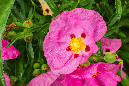 Pink Rock-Rose flowers (Cistaceae) blooming in a park, San Jose, San Francisco bay area, non native to California photo