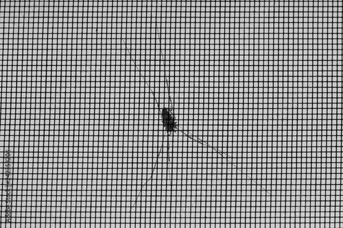 Spider on the outside of a mosquito net; black & white