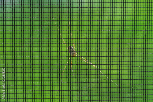 Spider on the outside of a mosquito net on a green background