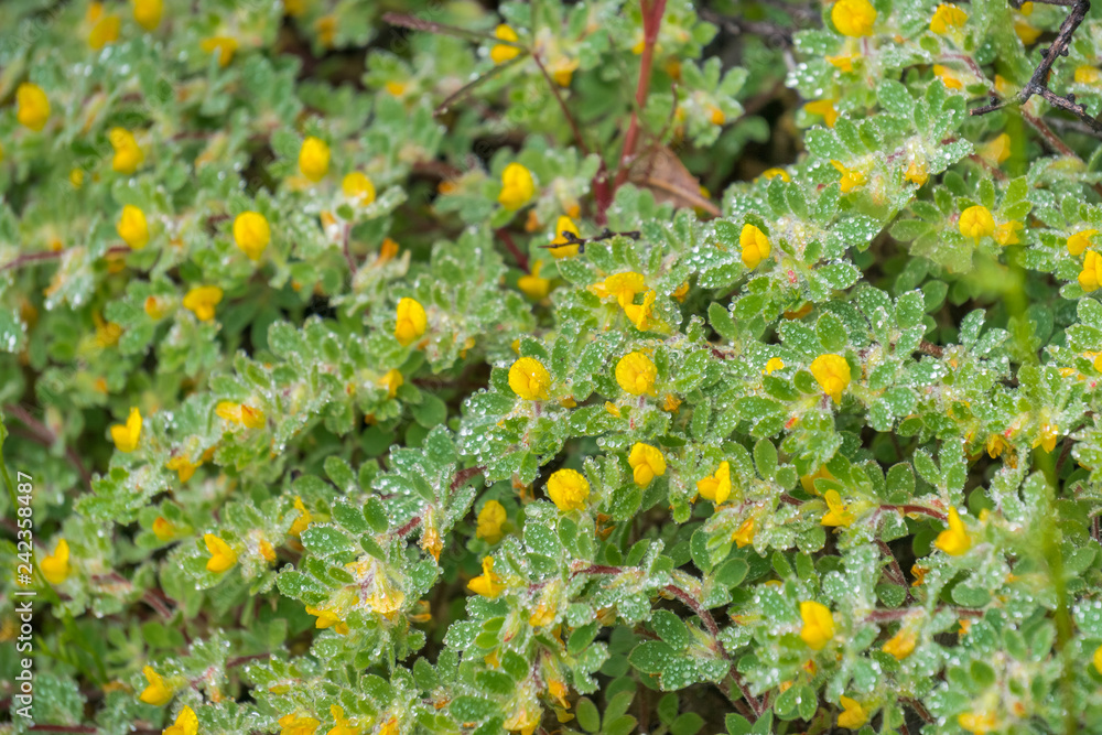 Hill Lotus (Acmispon brachycarpus) wildflowers covered in water droplets on a rainy spring day, Castle Rock State Park, San Francisco bay area, California