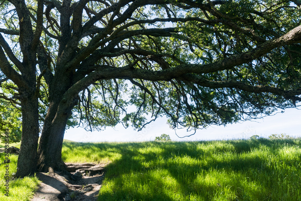 Large oak tree providing shade, Sunol Regional Wilderness, San Francisco bay area, California Large oak tree providing shade, Sunol Regional Wilderness, San Francisco bay area, California