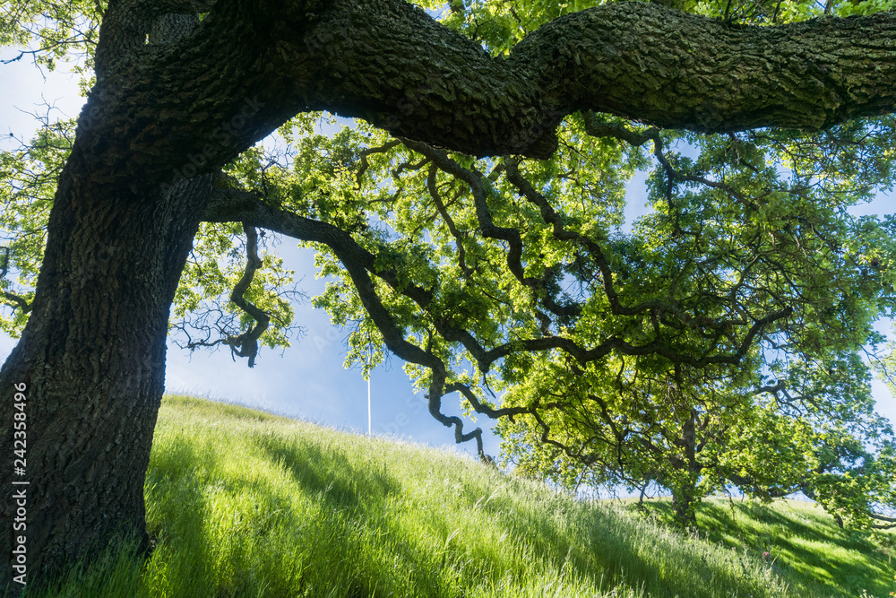 Large oak tree providing shade, Sunol Regional Wilderness, San Francisco bay area, California Large oak tree providing shade, Sunol Regional Wilderness, San Francisco bay area, California
