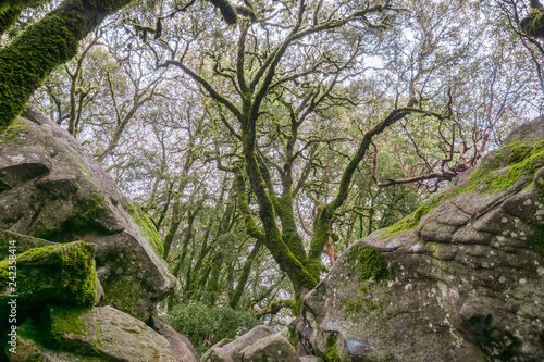 Moss covered trees growing among rock boulders on a foggy day, Castle Rock State park, San Francisco bay area, California