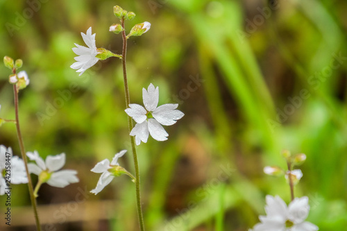 Woodland star (Lithophragma affine) covered in water drops, California