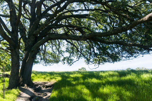 Large oak tree providing shade  Sunol Regional Wilderness  San Francisco bay area  California