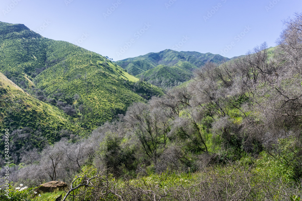 The remains of burnt trees, verdant hills and valleys in the background, Stebbins Cold Canyon, Napa Valley, California