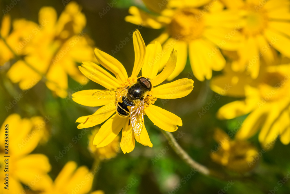 Close up of Transverse Flower Fly (Eristalis transversa) pollinating a common woolly sunflower (Eriophyllum lanatum), Stebbins Cold Canyon, Napa Valley, California Close up of Transverse Flower Fly (Eristalis transversa) pollinating a common woolly sunflower (Eriophyllum lanatum), Stebbins Cold Canyon, Napa Valley, California