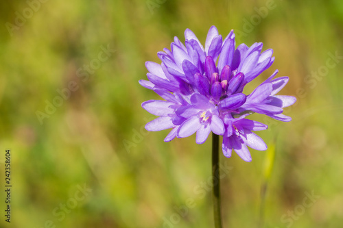 Close up of Forktooth ookow (Dichelostemma congestum) blooming in Stebbins Cold Canyon, Napa Valley, California