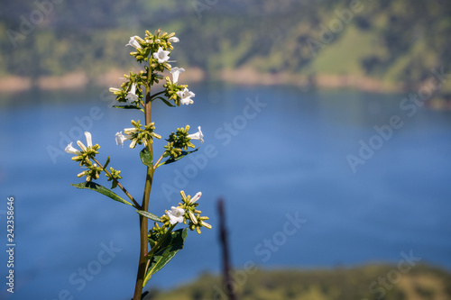 Yerba santa (Eriodictyon californicum) in bloom, Lake Berryessa in the background, Stebbins Cold Canyon, Napa Valley, California photo