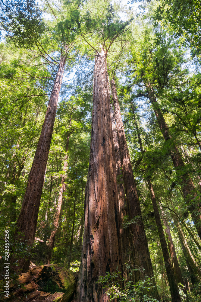 Redwood forest, Pescadero Creek County Park, San Francisco bay, California Redwood forest, Pescadero Creek County Park, San Francisco bay, California