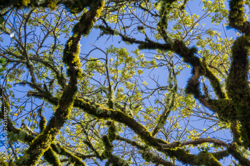 Live oak branches covered in moss on a blue sky background, California Live oak branches covered in moss on a blue sky background, California