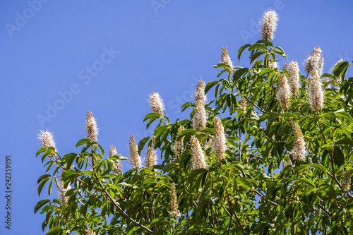 California buckeye flowers (Aesculus californica)