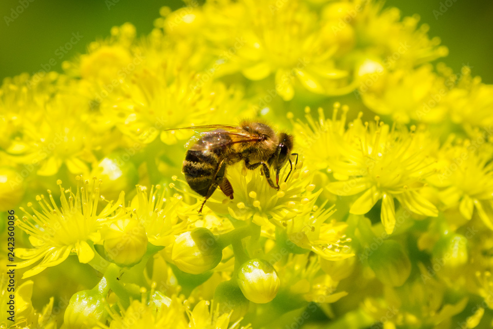 Honey bee pollinating a the yellow flowers of the Aeonium arboreum succulent, California Honey bee pollinating a the yellow flowers of the Aeonium arboreum succulent, California