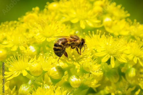 Honey bee pollinating a the yellow flowers of the Aeonium arboreum succulent, California