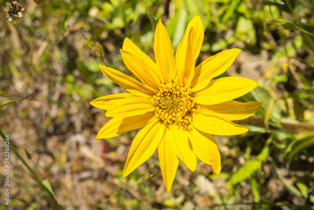Fototapeta premium Narrow Leaf Mule Ears (Wyethia angustifolia), California