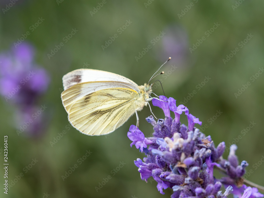 Green Veined Butterfly on Lavender Green Veined Butterfly on Lavender