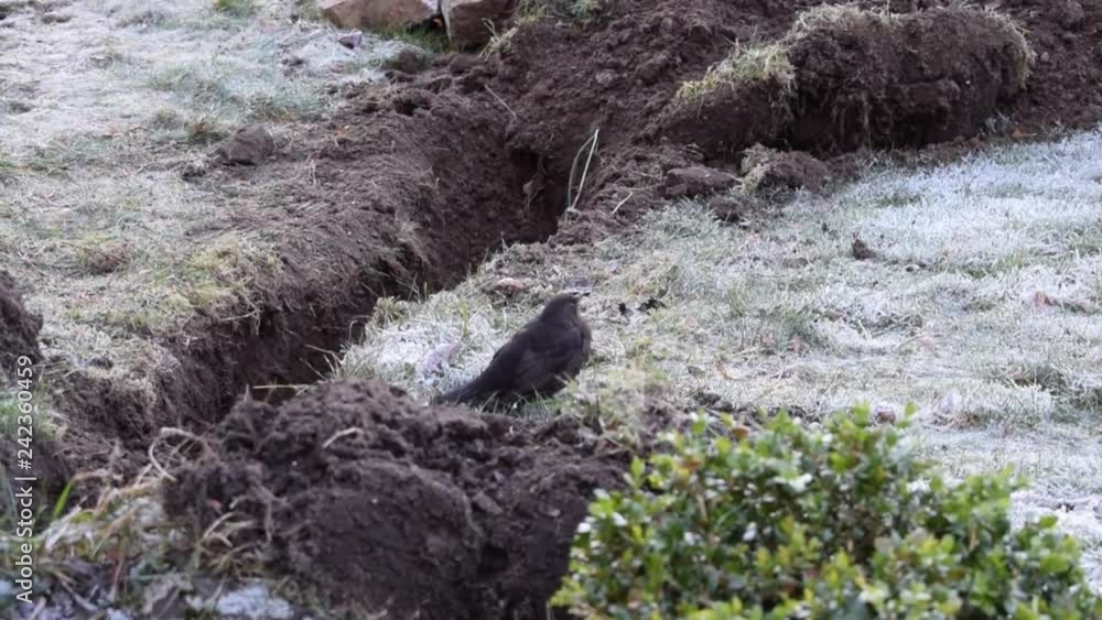 Black bird is looking for food in the frozen ground near the pit. Birds in the winter in Norway. Black bird is looking for food in the frozen ground near the pit. Birds in the winter in Norway.