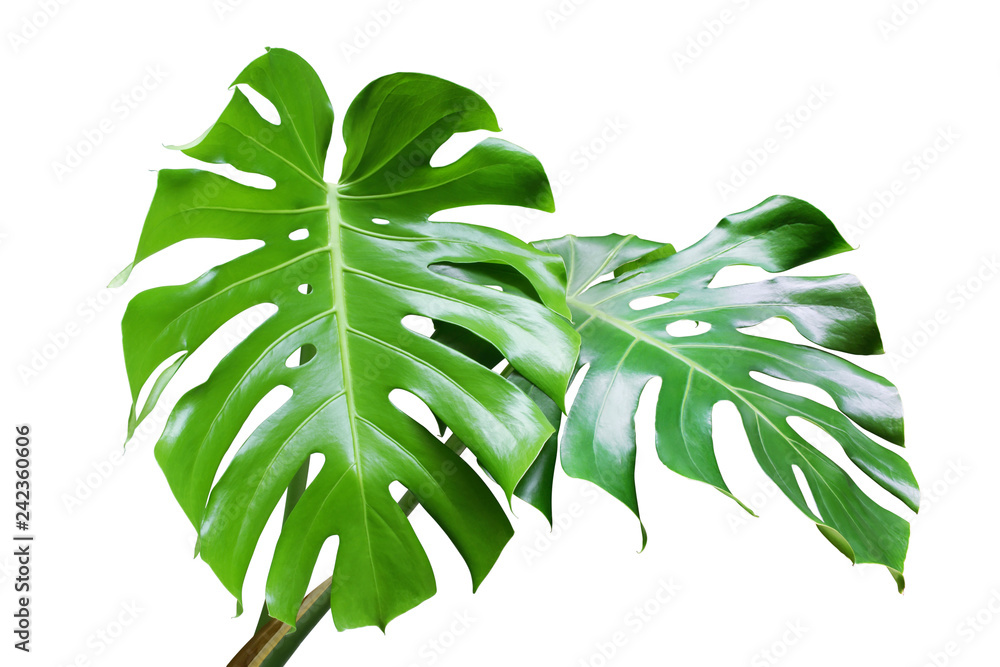 Fresh Green Leaves of Monstera Plant Isolated on White Background - obrazy, fototapety, plakaty 