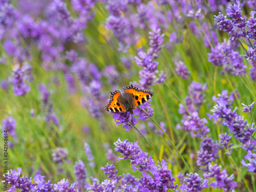 Small tortoiseshell butterfly (Aglais urticae) on lavender Small tortoiseshell butterfly (Aglais urticae) on lavender