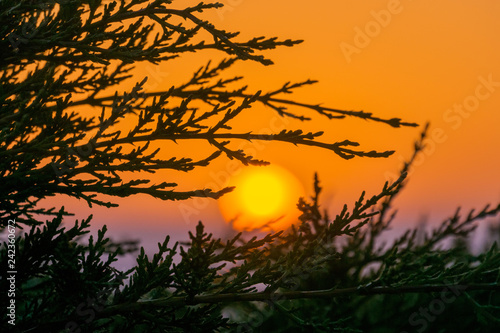 Fototapeta Naklejka Na Ścianę i Meble -  Colorful sunset seen through the branches of an evergreen tree, Moss Beach, California