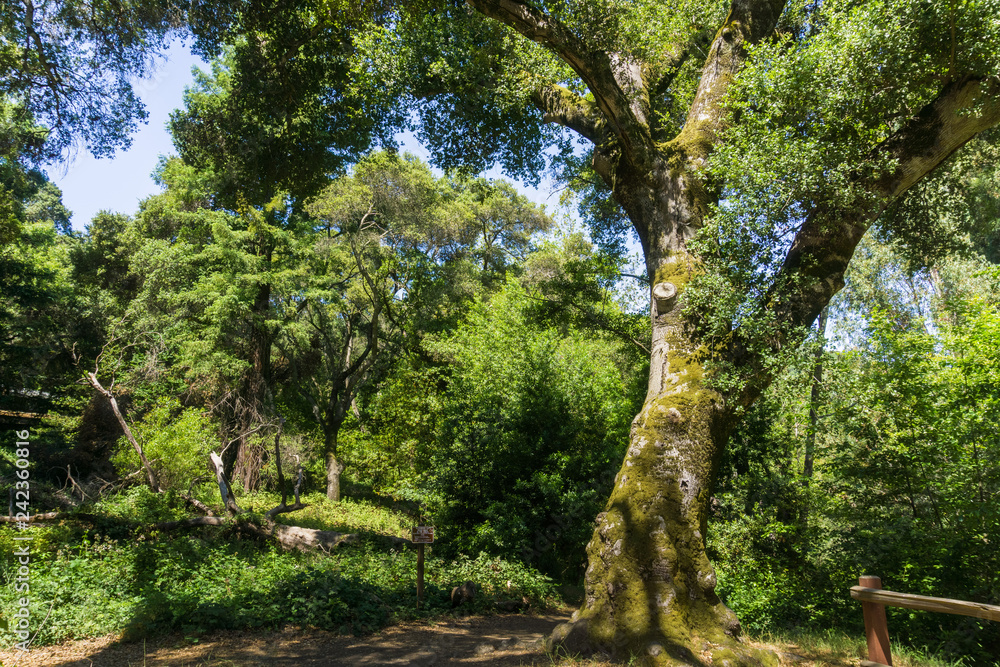 Large live oak tree, California