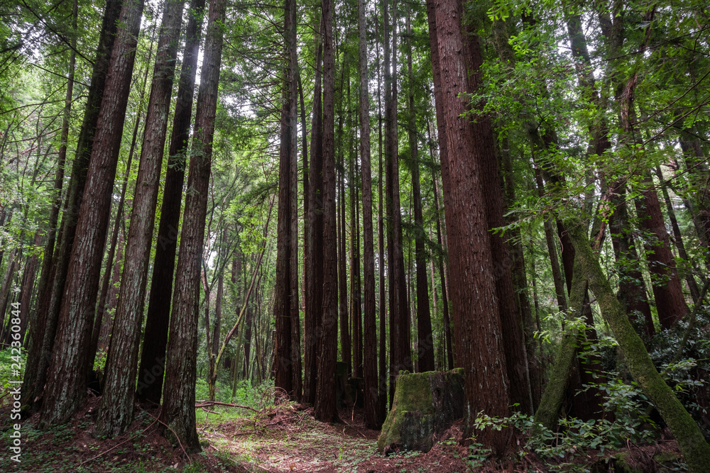 Redwood trees (Sequoia sempervirens) forest, California Redwood trees (Sequoia sempervirens) forest, California