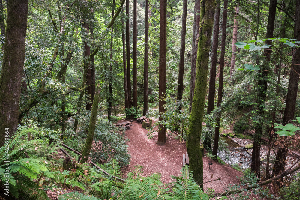 Fototapeta premium Picnic spot in a Redwood trees (Sequoia sempervirens) forest, California