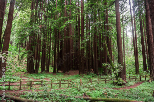Fototapeta Naklejka Na Ścianę i Meble -  Redwood trees (Sequoia sempervirens) forest, California