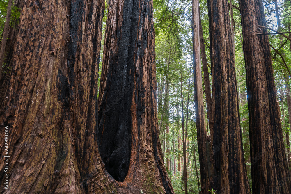 The incredible redwood trees of Big Basin State Park, California The incredible redwood trees of Big Basin State Park, California