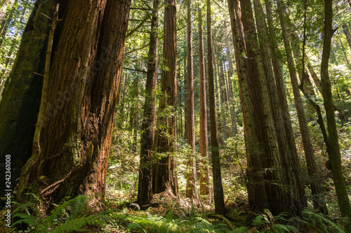 Redwood trees (Sequoia sempervirens) forest, California