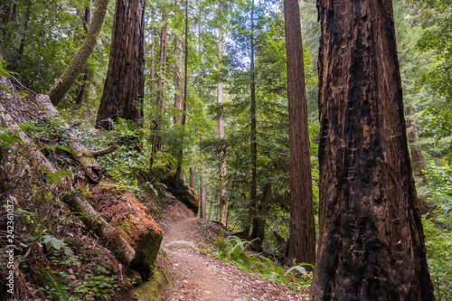 Hiking trail in Big Basin State Park  California