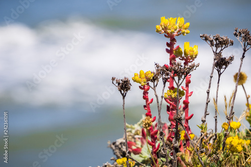 Photography Coast dudleya (Dudleya caespitosa) blooming on the Pacific Ocean coast, Californ