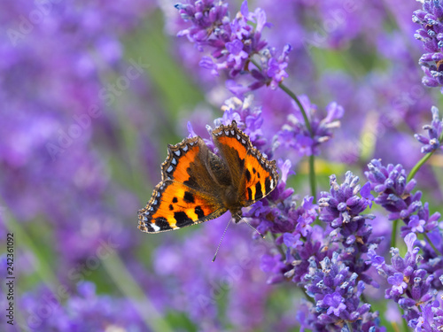 Small tortoiseshell butterfly (Aglais urticae) on lavender photo