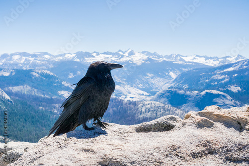 Raven (Corvus corax) sitting on top of Half Dome, Yosemite National Park, California