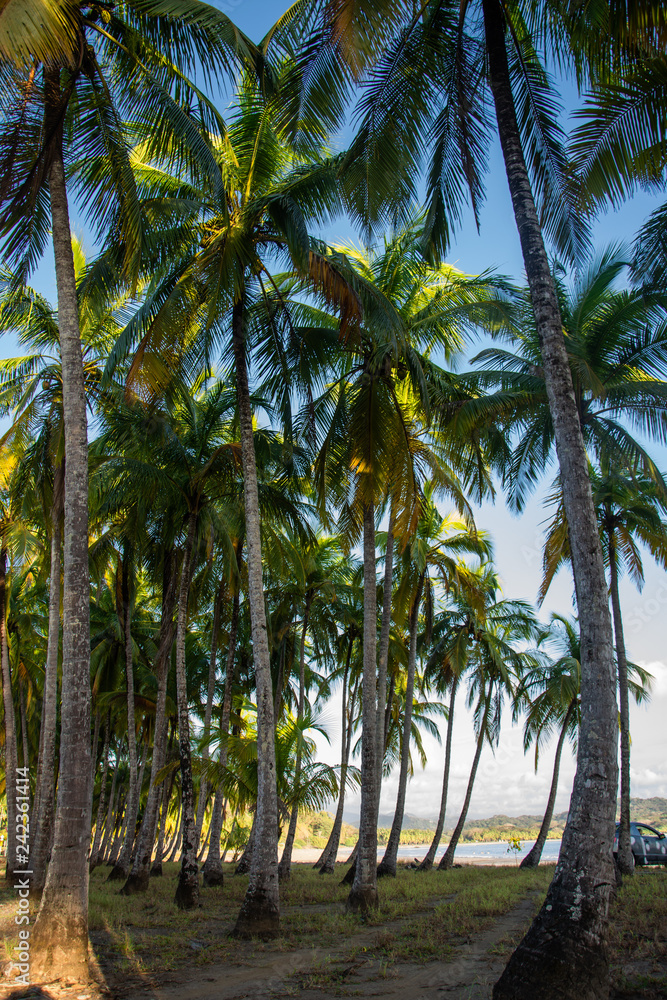 Vista vertical de un grupo de palmeras tropicales