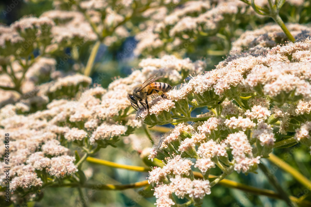 Honey bee on St. Catherine's Lace (Eriogonum giganteum) flowers, Ulistac Natural Area, Santa Clara, San Francisco bay area, California Honey bee on St. Catherine's Lace (Eriogonum giganteum) flowers, Ulistac Natural Area, Santa Clara, San Francisco bay area, California