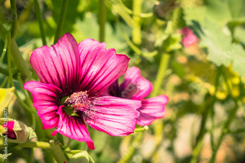 Close up of Island Tree Mallow  Malva assurgentiflora   Ulistac Natural Area  California