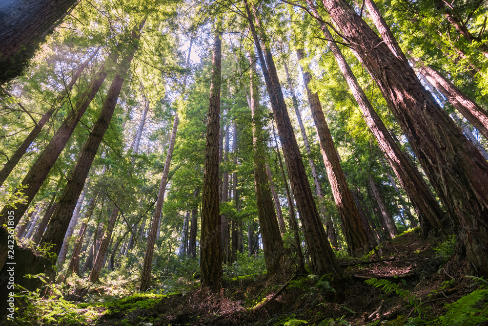 Fototapeta premium Redwood trees (Sequoia sempervirens) forest, California