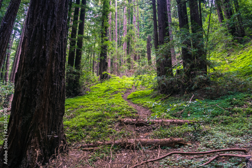 Path climbing through redwood trees (Sequoia sempervirens) forest, California