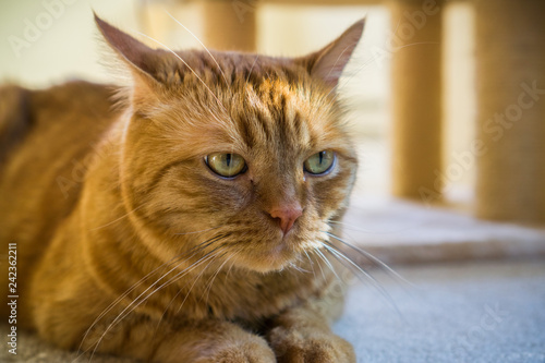 Fototapeta Naklejka Na Ścianę i Meble -  Close up of alert orange cat; shallow depth of field
