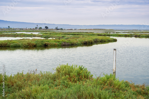 Wetlands in Alviso Marsh  south San Francisco bay  California