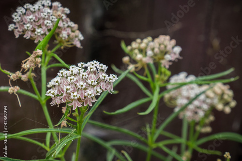 Fotografie Narrow leaf milkweed (Asclepias fascicularis), blooming in San Francisco bay are