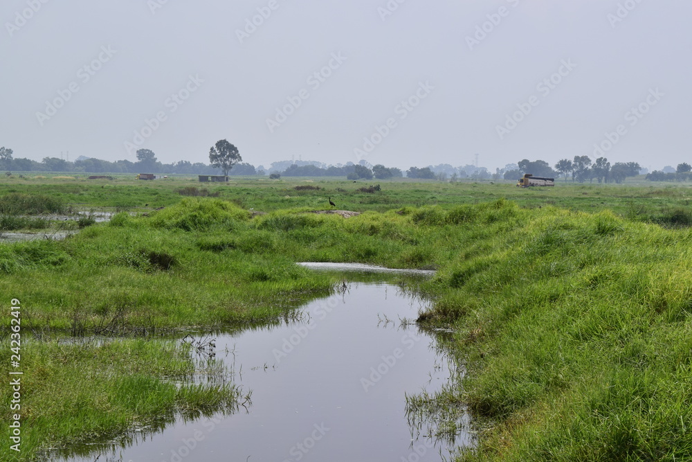 ZONA INUNDABLE, TEXCOCO, LAGO, PASTO SALADO